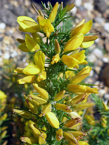 Ulex minor (dwarf gorse), Buck Hill, New Forest, Hampshire