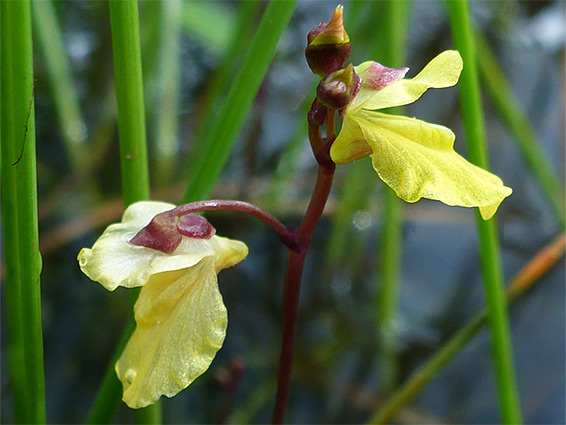 Lesser bladderwort (utricularia minor), Matley Bog, New Forest, Hampshire