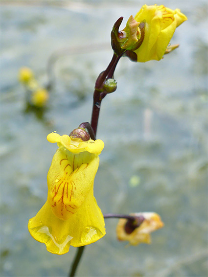 Greater bladderwort (utricularia vulgaris), Shapwick Heath, Somerset