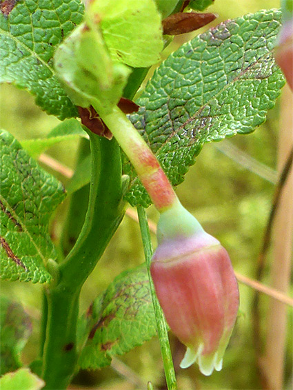 Vaccinium myrtillus (common bilberry), Llyn Fach, Neath Port Talbot