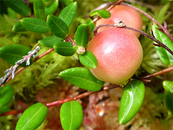 Vaccinium oxycoccos (bog cranberry), Cors y Llyn National Nature Reserve, Powys