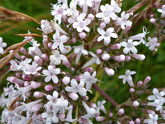 Valeriana officinalis (common valerian), Llyn Fach, Neath Port Talbot