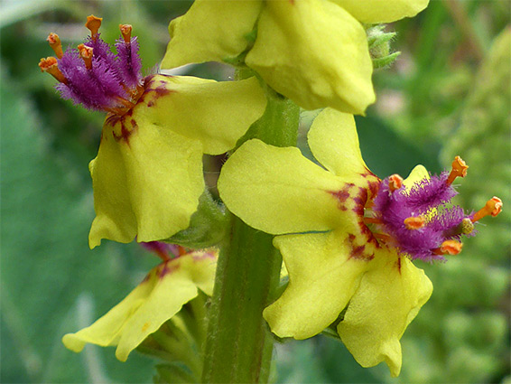 Verbascum nigrum (dark mullein), Daneway Banks, Gloucestershire