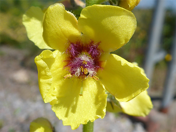 Verbascum virgatum (twiggy mullein), Stoke Gifford, Bristol