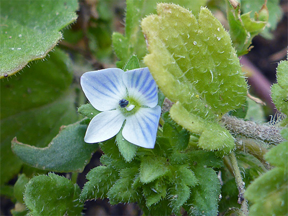 Grey field speedwell (veronica agrestis), Sand Bay, Somerset