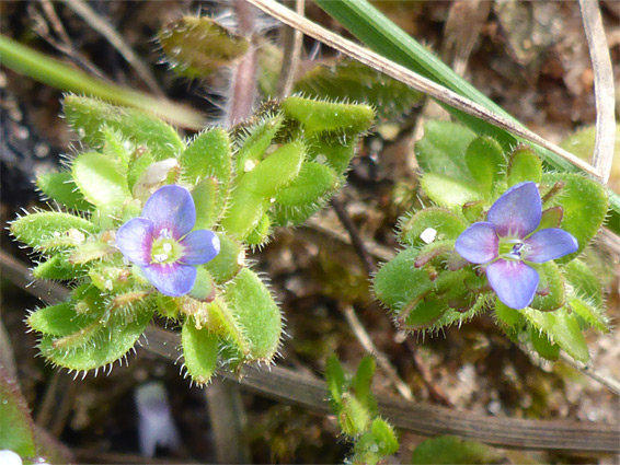 Flowering stems