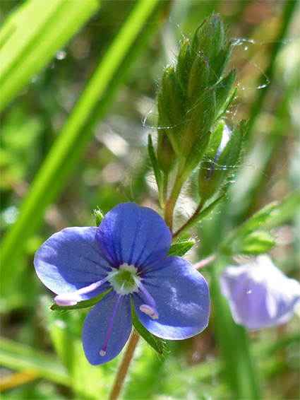 Blue petals