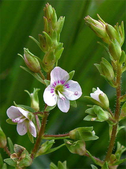 Pink water speedwell (veronica catenata), Pilning, South Gloucestershire