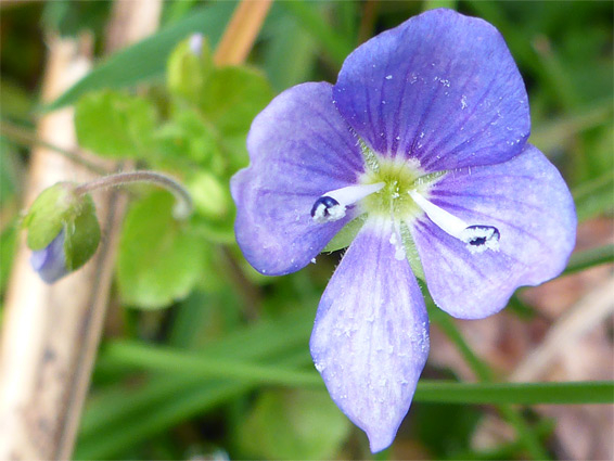 Slender speedwell (veronica filiformis), Blackadon Nature Reserve, Devon