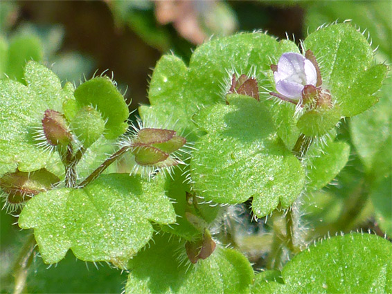 Veronica hederifolia (ivy-leaved speedwell), Aisholt Wood, Somerset