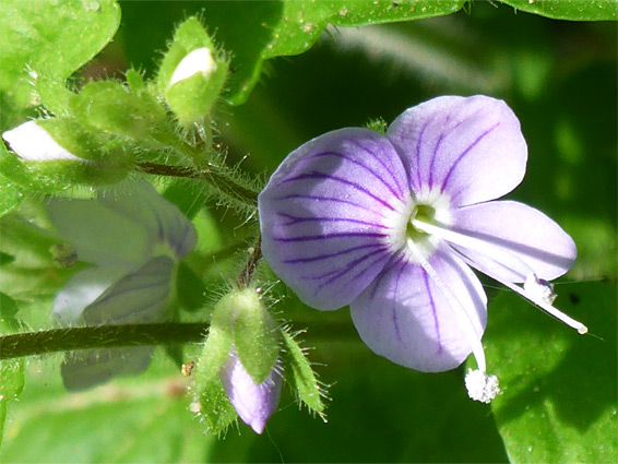 Veronica montana (wood speedwell), Prior's Wood Nature Reserve, Somerset