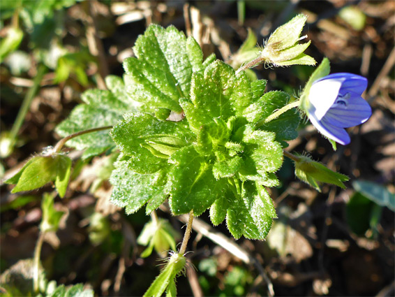 Veronica persica (common field speedwell), Ladram Bay, Devon