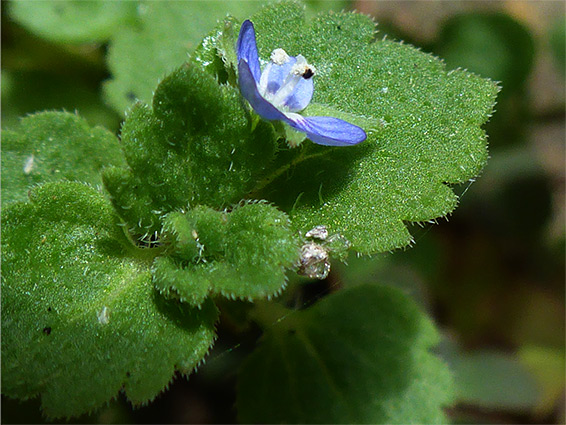 Grey field-speedwell (veronica polita), Stoke Gifford, Gloucestershire