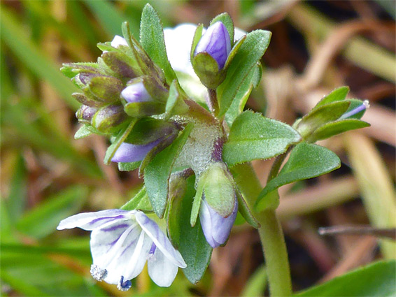 Flowers and buds - thyme-leaved speedwell (veronica serpyllifolia), Cwm Cadlan, Rhondda Cynon Taff