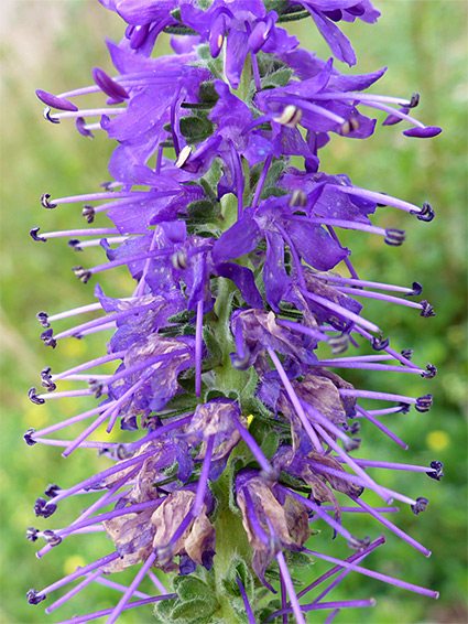 Spiked speedwell (veronica spicata), Avon Gorge, Bristol