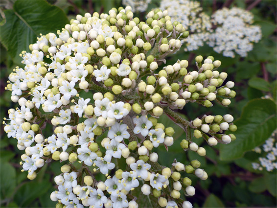 Clustered flowers - viburnum lantana (wayfaring tree), Siccaridge Wood, Gloucestershire