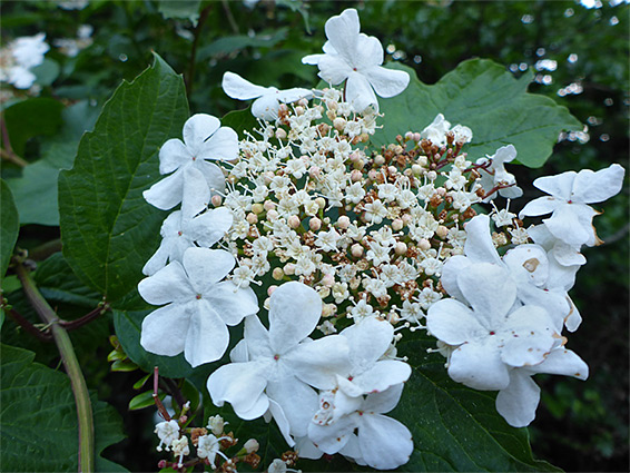 Guelder-rose (viburnum opulus), Stoke Gifford, Bristol