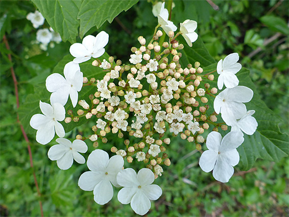 White flowers