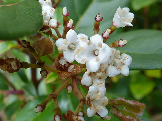 Viburnum tinus (laurustinus), Avon Gorge, Bristol