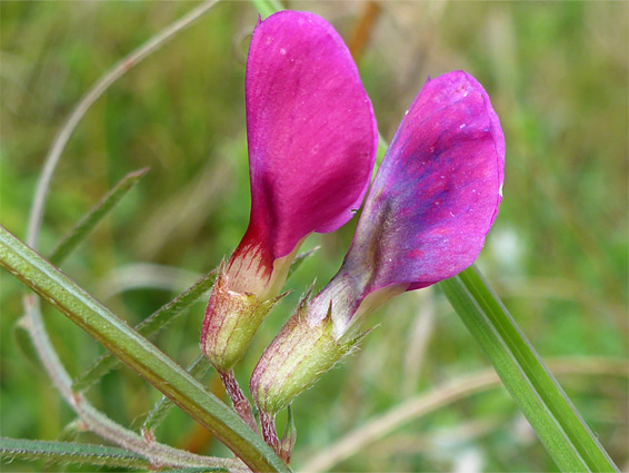 Vicia sativa (common vetch), Kenfig National Nature Reserve, Bridgend