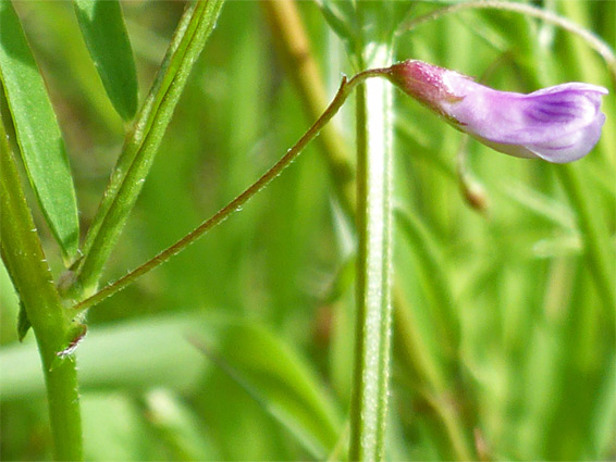 Smooth tare (vicia tetrasperma), Stoke Gifford, Gloucestershire