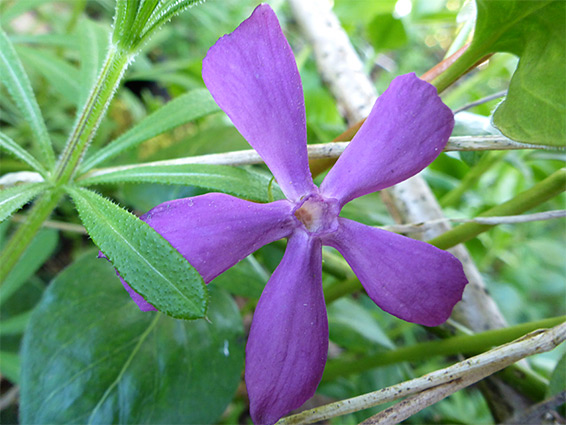 Greater periwinkle (vinca major), Stoke Gifford, Bristol