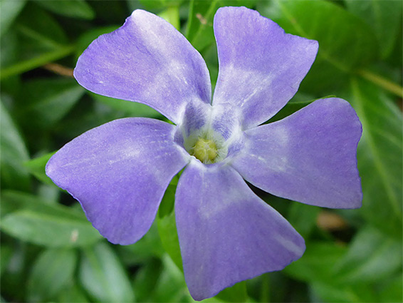 Lesser periwinkle (vinca minor), jubilee Stone Wood, Somerset