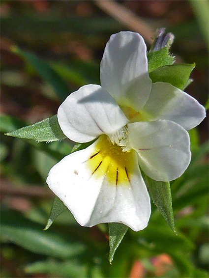 Viola arvensis (field pansy), Coalpits Heath, Gloucestershire