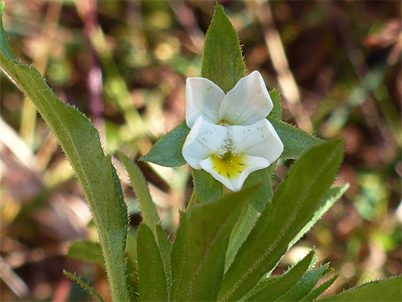 Flower and leaves