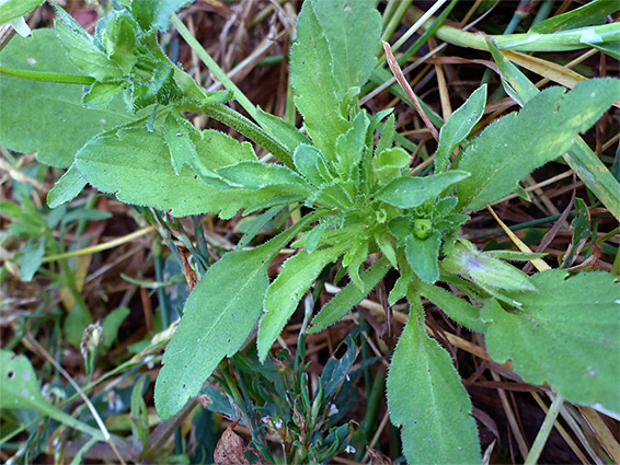 Leaves