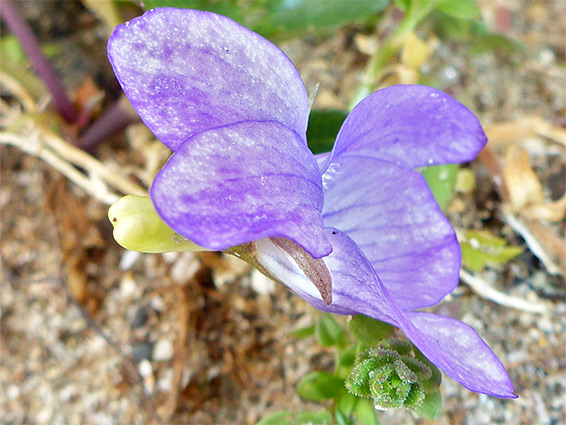 Heath dog violet (viola canina), Braunton Burrows, Devon