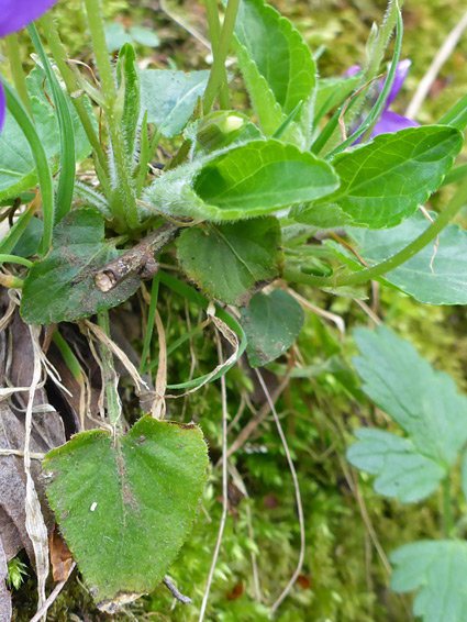 Basal leaves