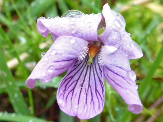 Marsh violet (viola palustris), Dart Valley, Devon