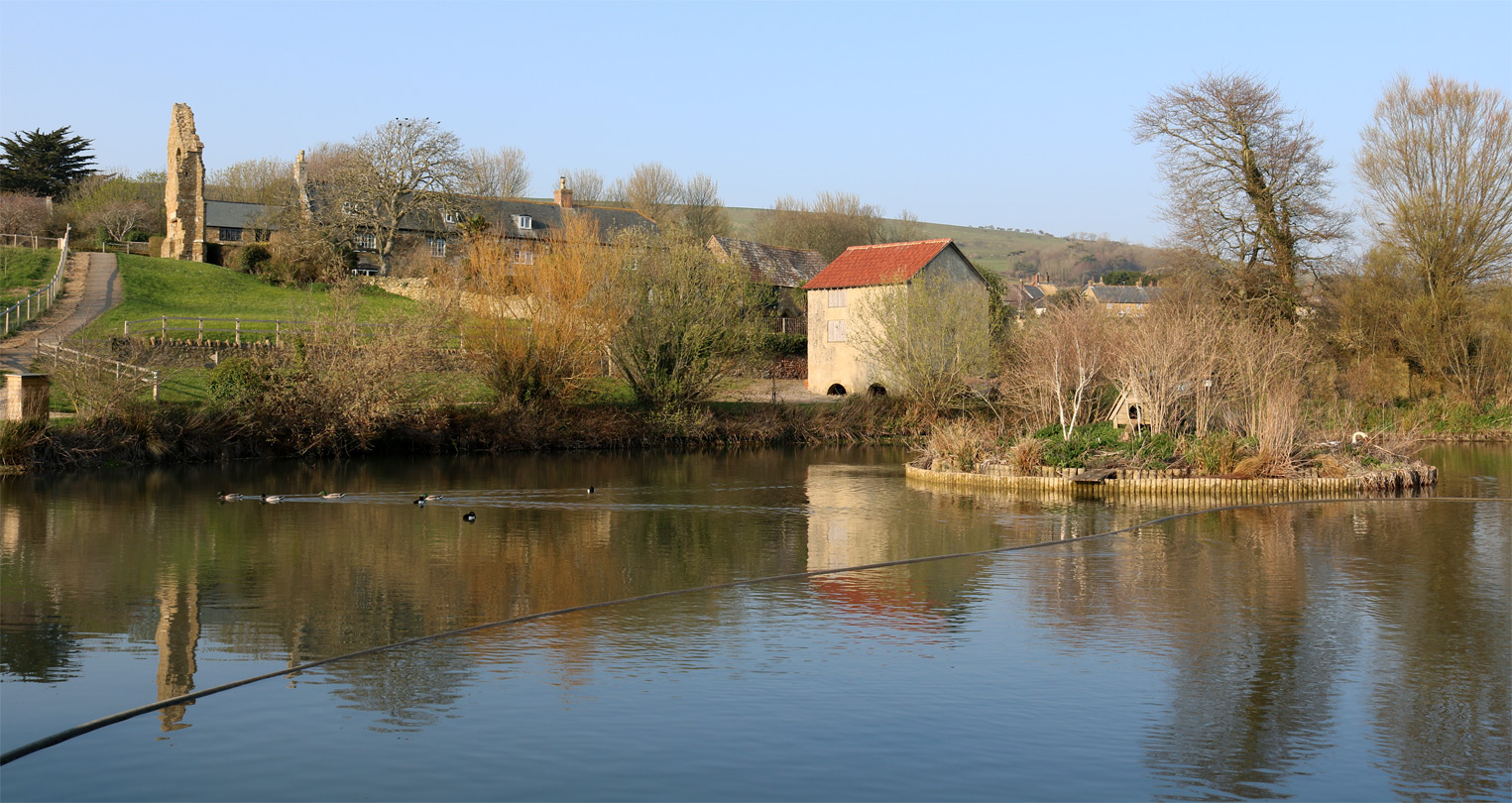 Ducks on the pond