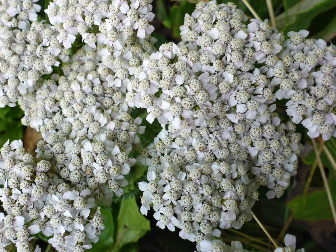 Tiny white flowerheads