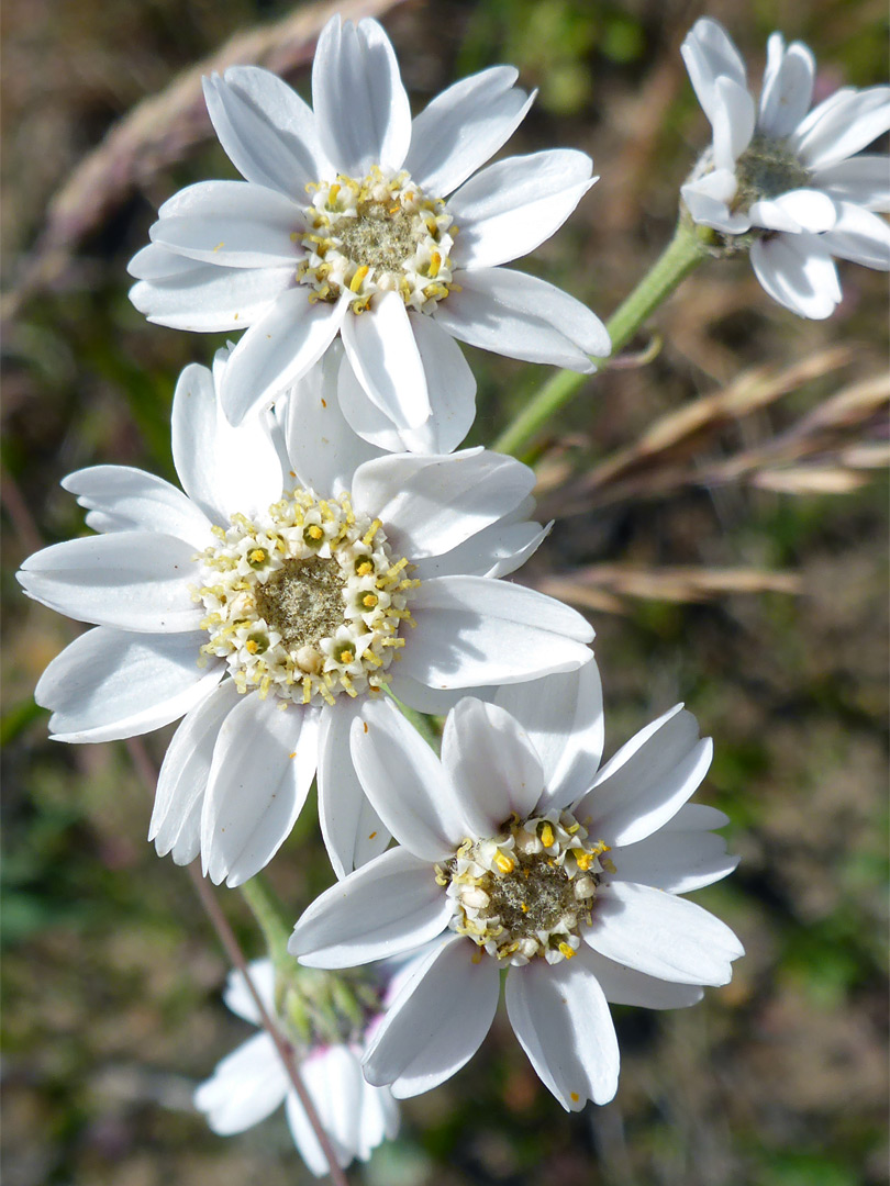 White flowerheads