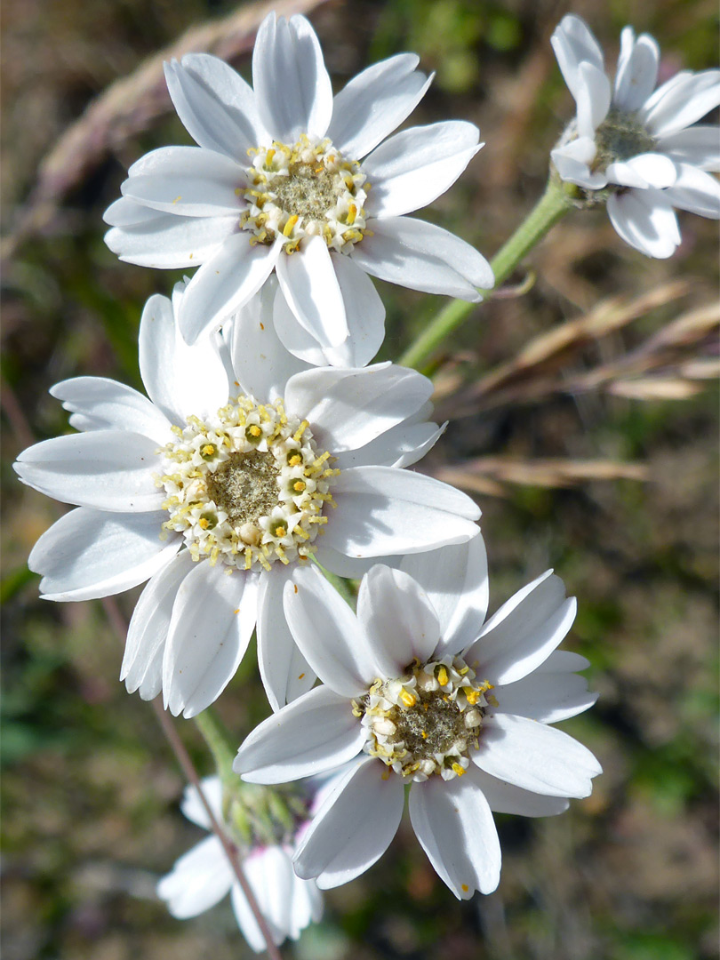 Sneezewort