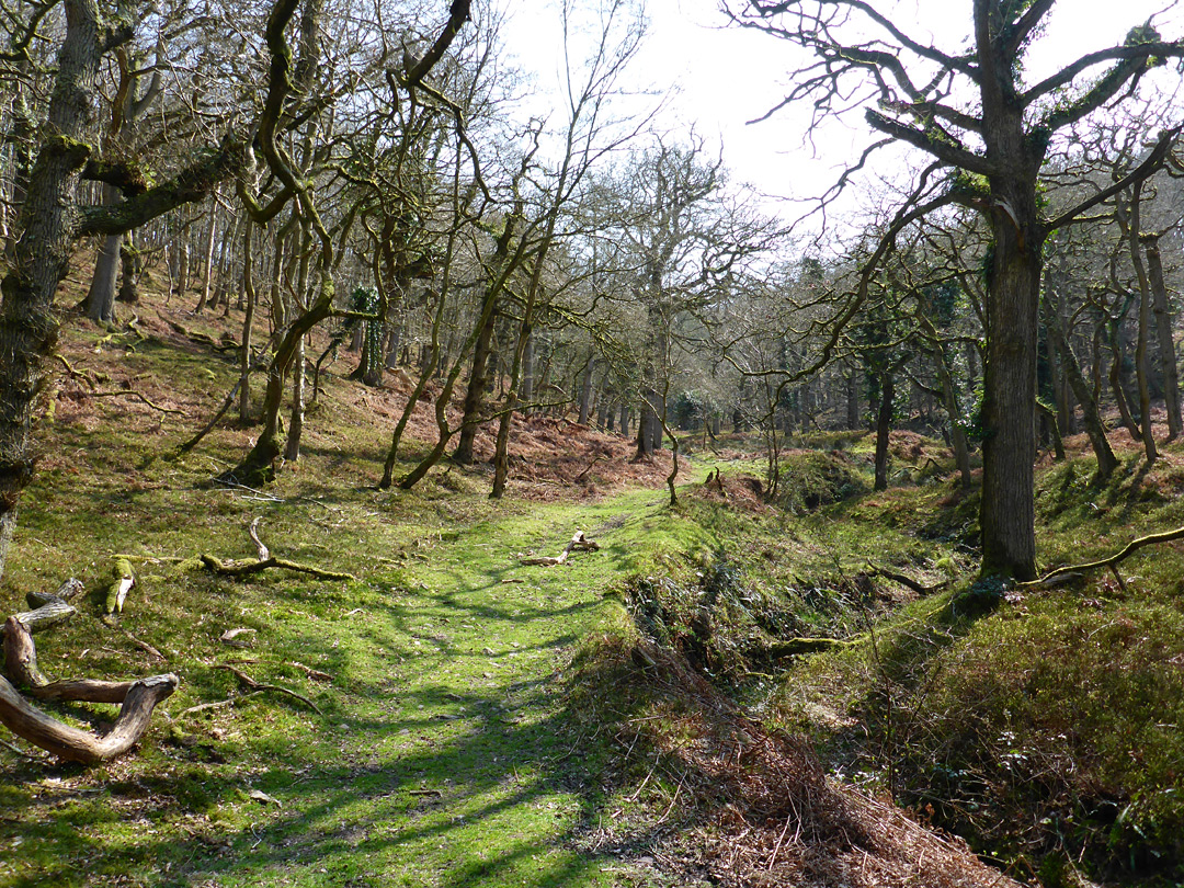 Adder Wood