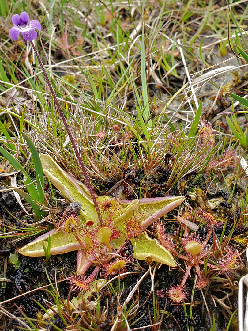 Butterwort