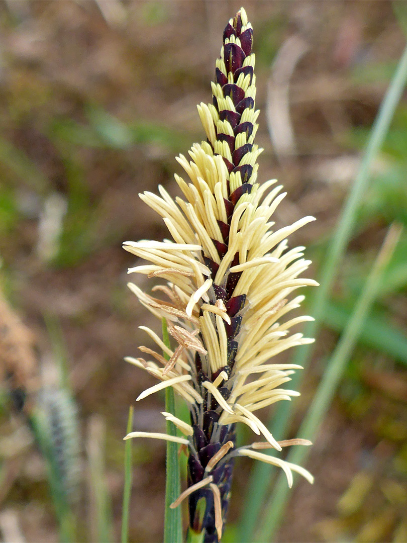 Common sedge