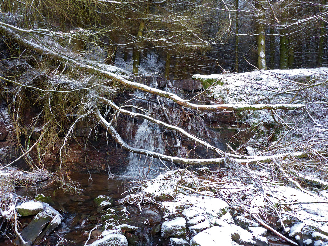 Waterfall and fallen tree