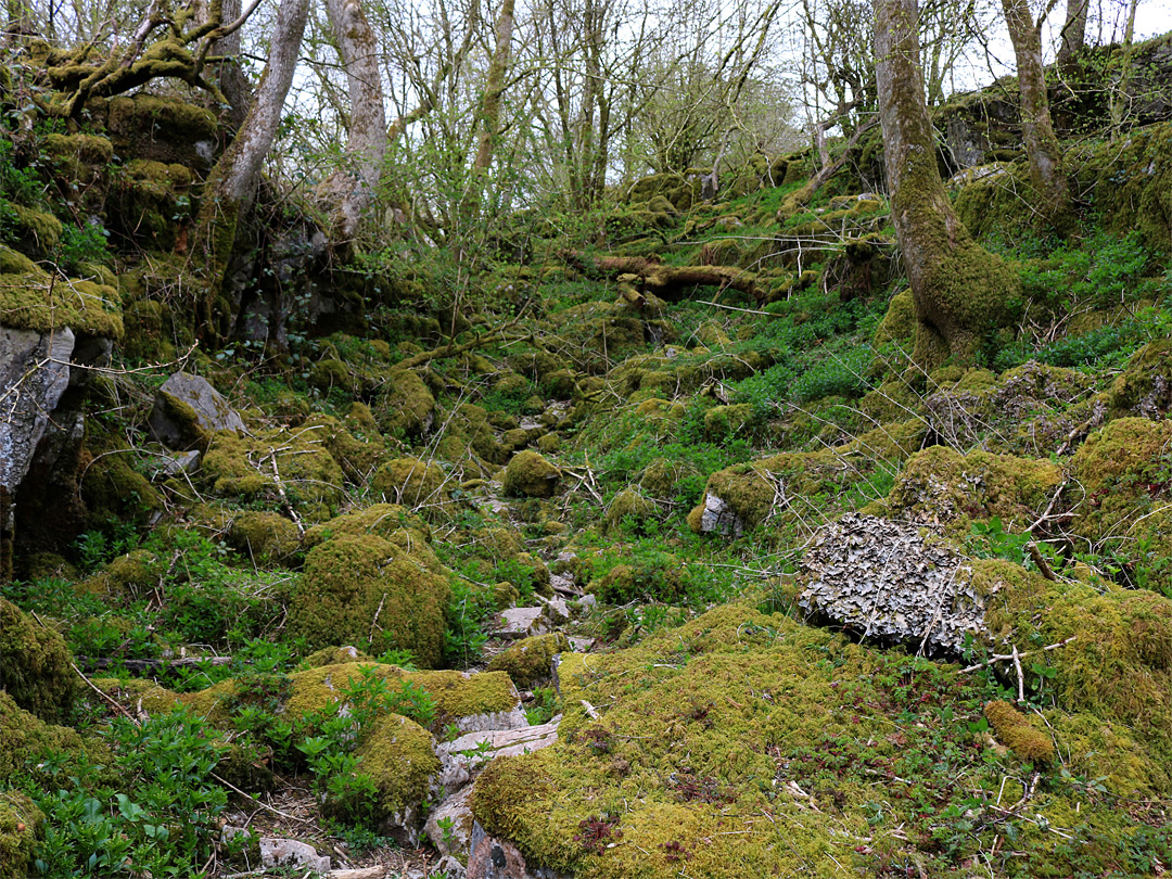 Mossy glade