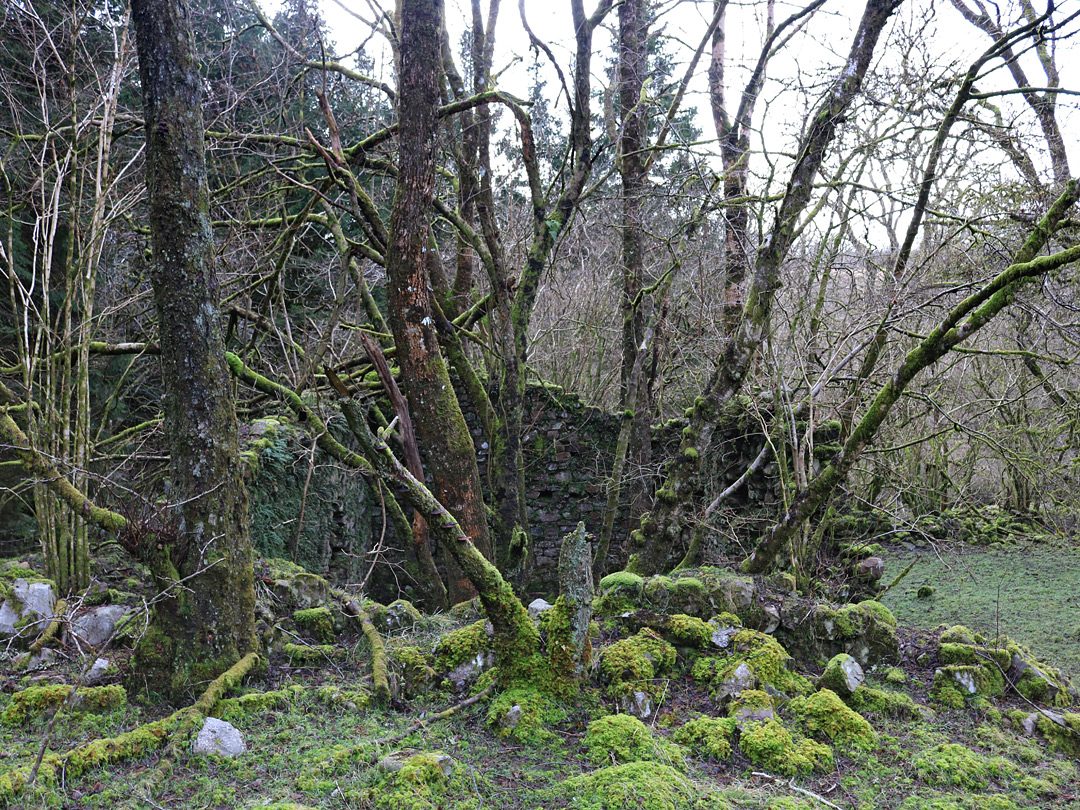 Trees in a ruin