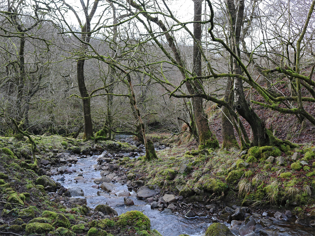 Afon Pyrddin tributary