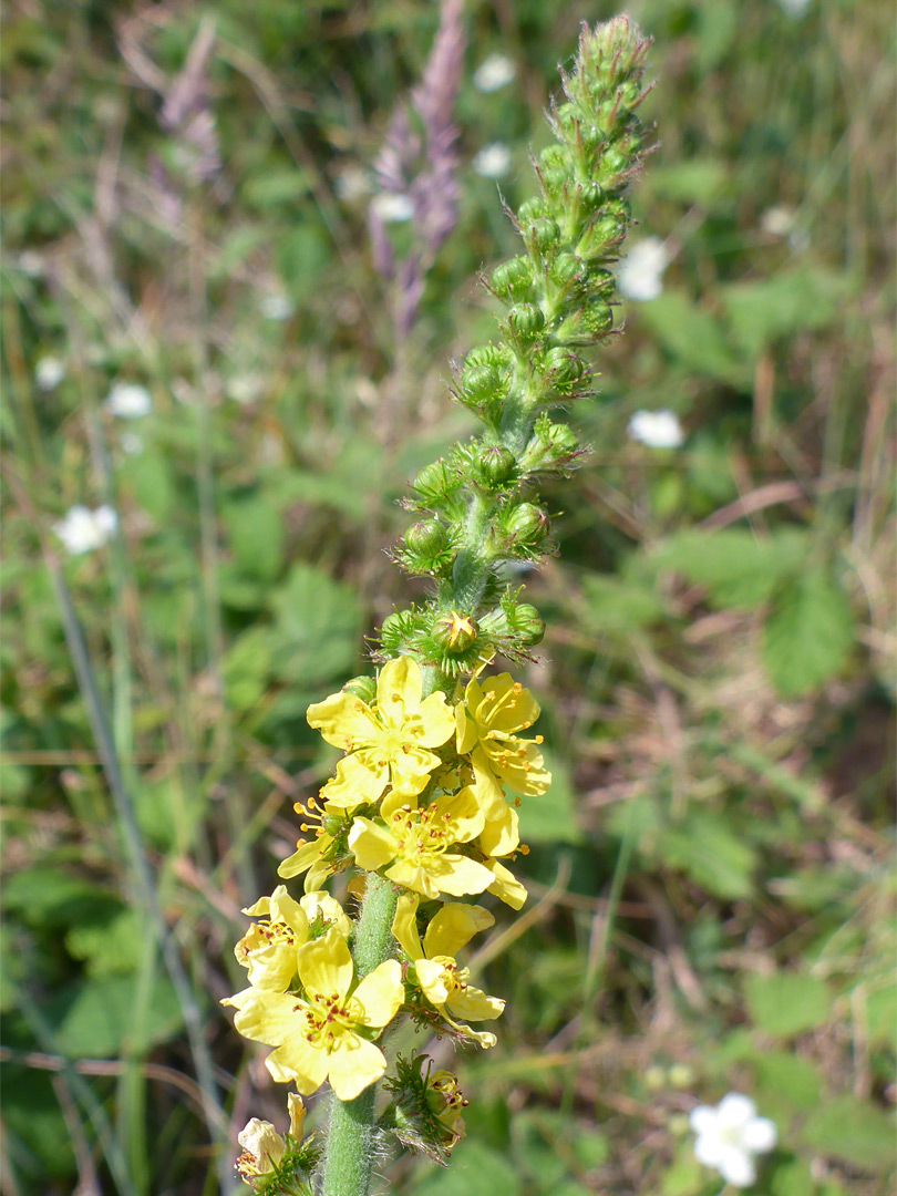 Flower cluster