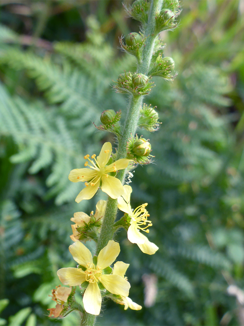 Flower spike