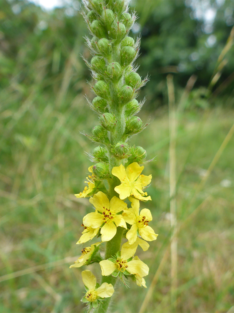 Buds and flowers