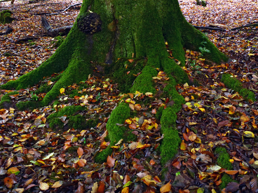 Tree roots