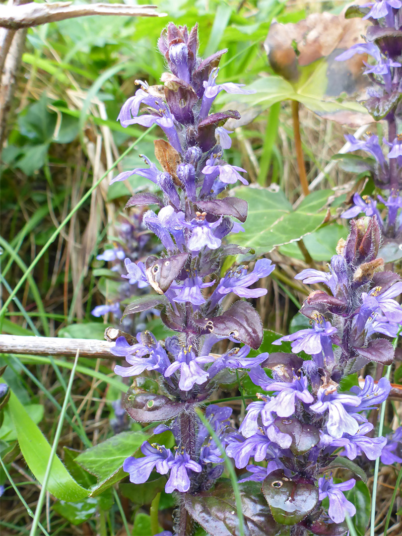 Vertical inflorescence