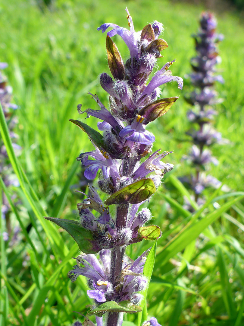 Purplish flowers